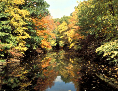 Forêt traversée par la rivière Bronx