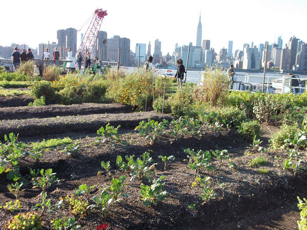 Eagle street rooftop farm
