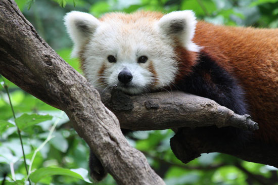 visite du zoo